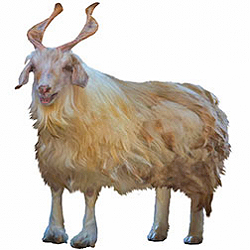 Hexi Cashmere Goat